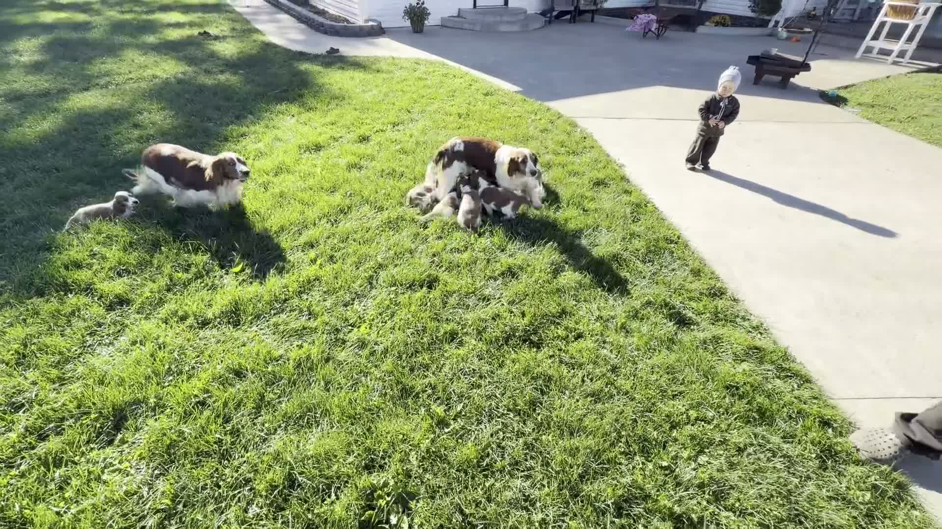 Welsh Springer Spaniel dogs for sale: Luna - Video 3