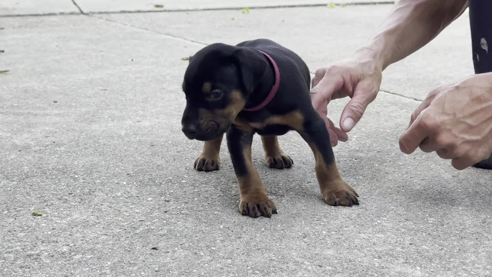 Doberman Pinscher dogs for sale: Zeus - Video 1