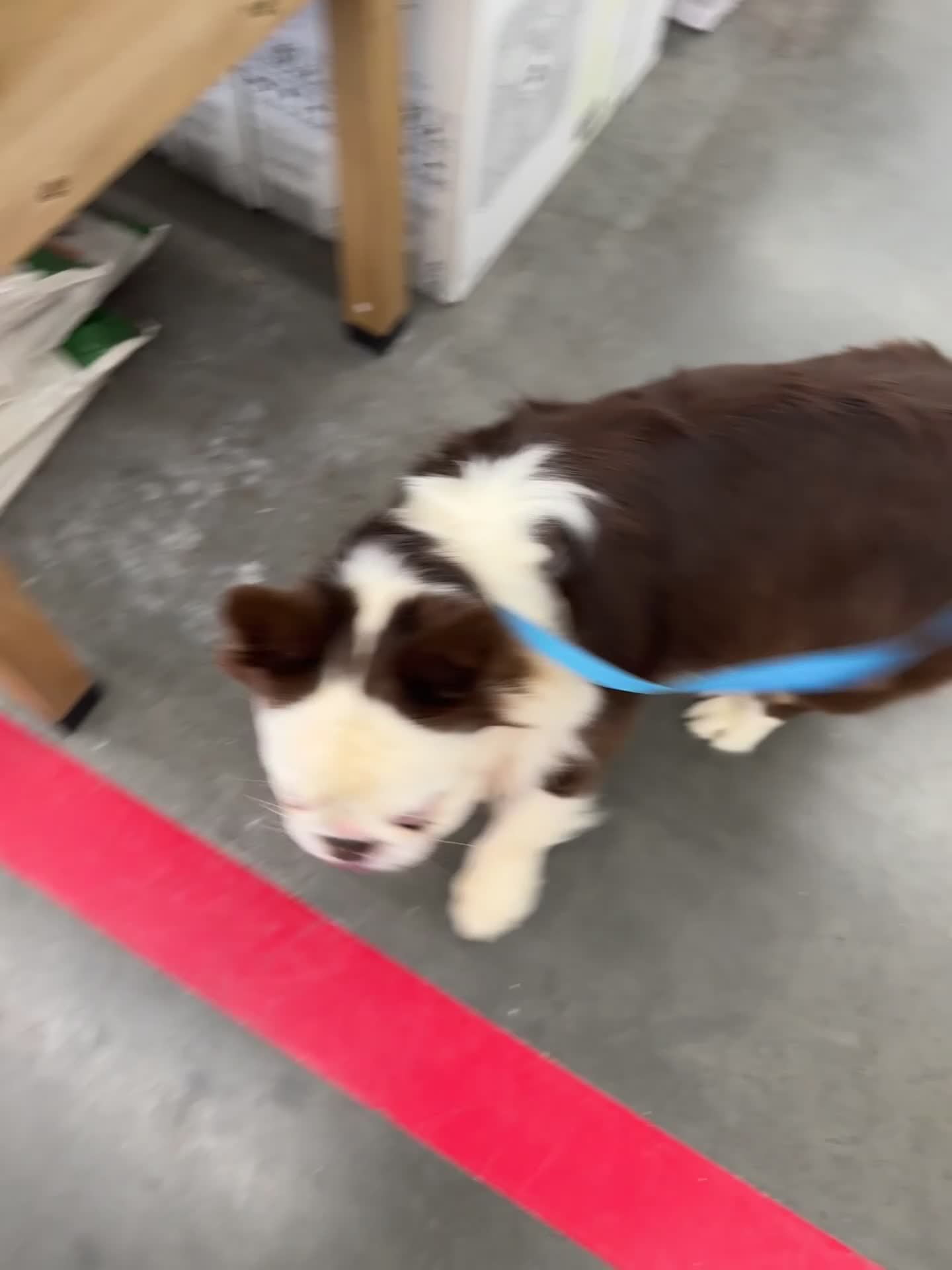 French Bulldog dogs for stud: Mr. Omg - Video 1