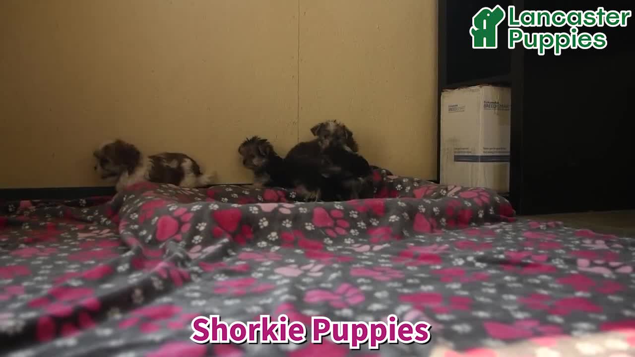 Shorkie dogs for sale: Ivanhoe - Video 1