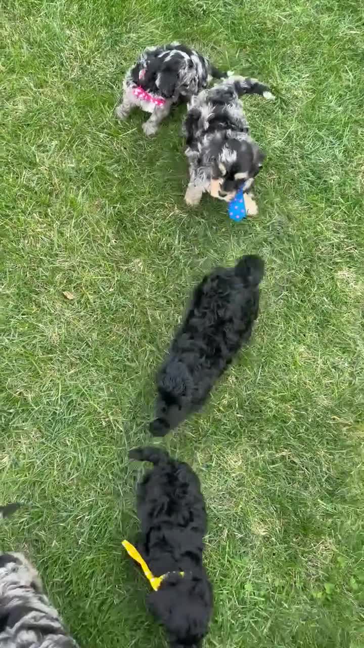 Mini Bernedoodle dogs for sale: Mini Baxter - Video 2