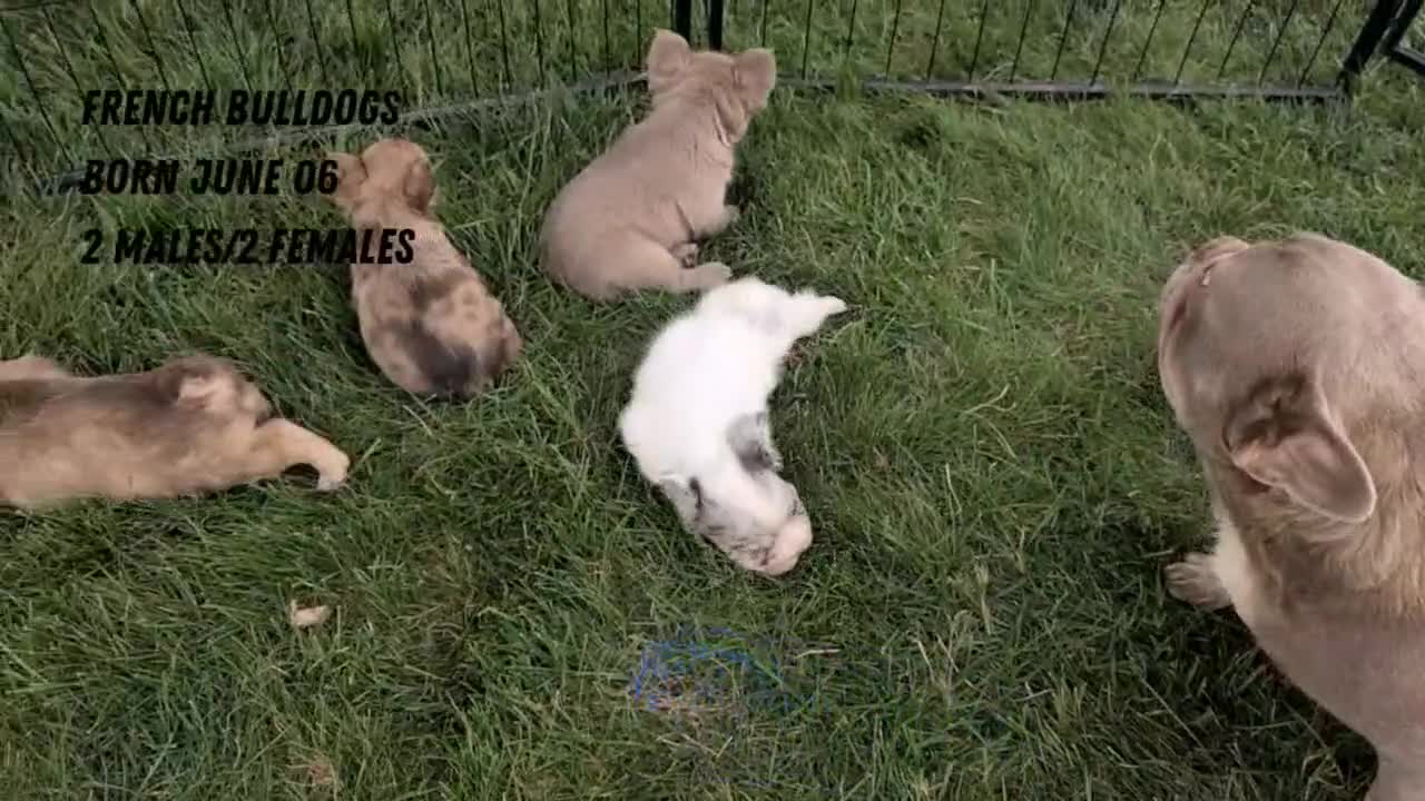 French Bulldog dogs for sale: Skye - Video 2