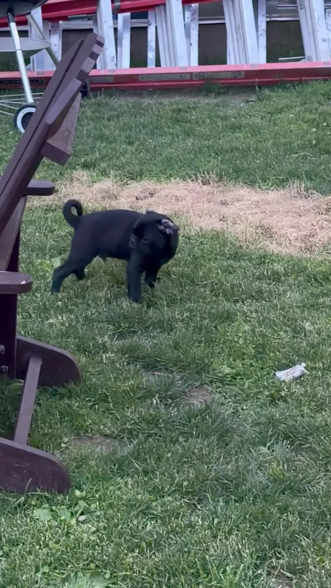 Pug dogs for sale: Rocky - Video 6
