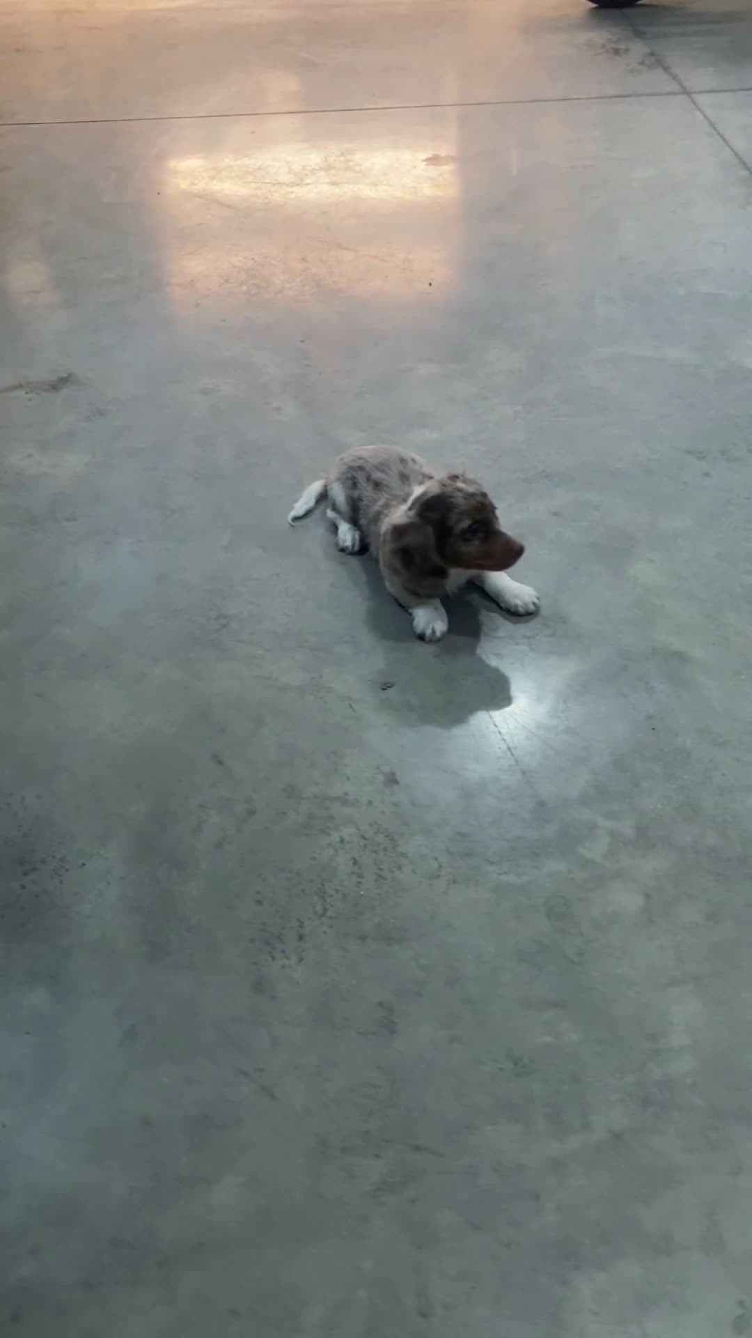 Miniature Dachshund dogs for sale: Louie - Video 1