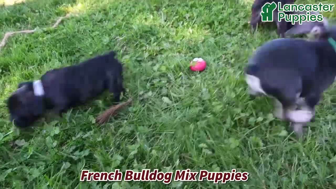 Mixed Breed dogs for sale: Luke - Video 1