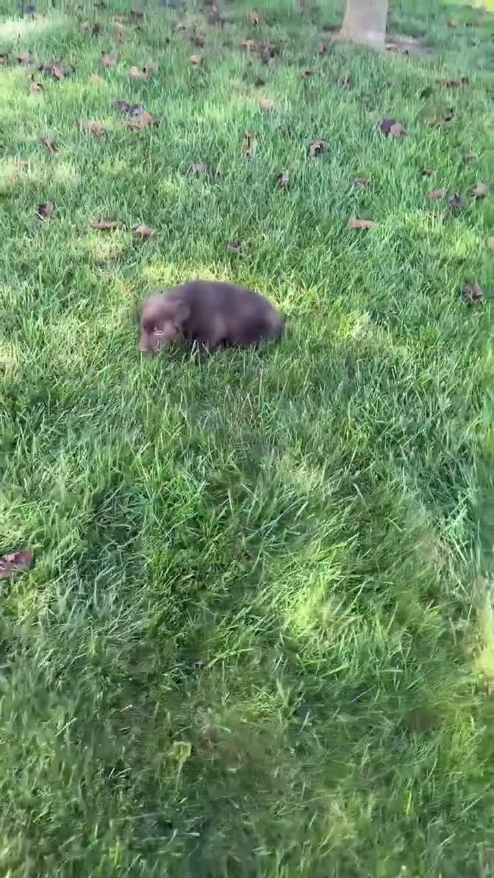 Labrador Retriever dogs for sale: Bentley - Video 1