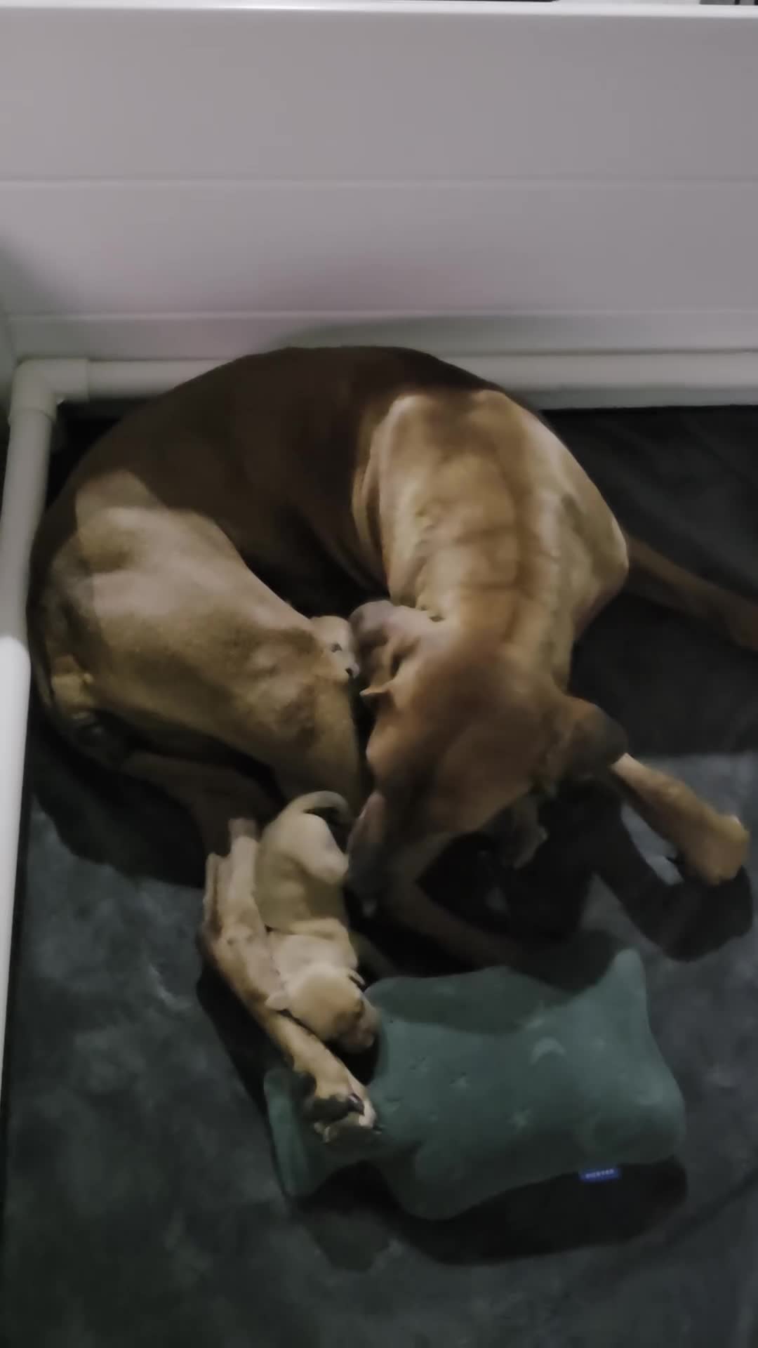 Rhodesian Ridgeback dogs for sale: Lucy - Video 2