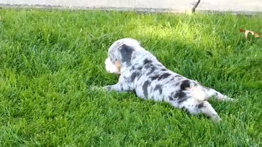 Beabull dogs for sale: Brittany - Video 1
