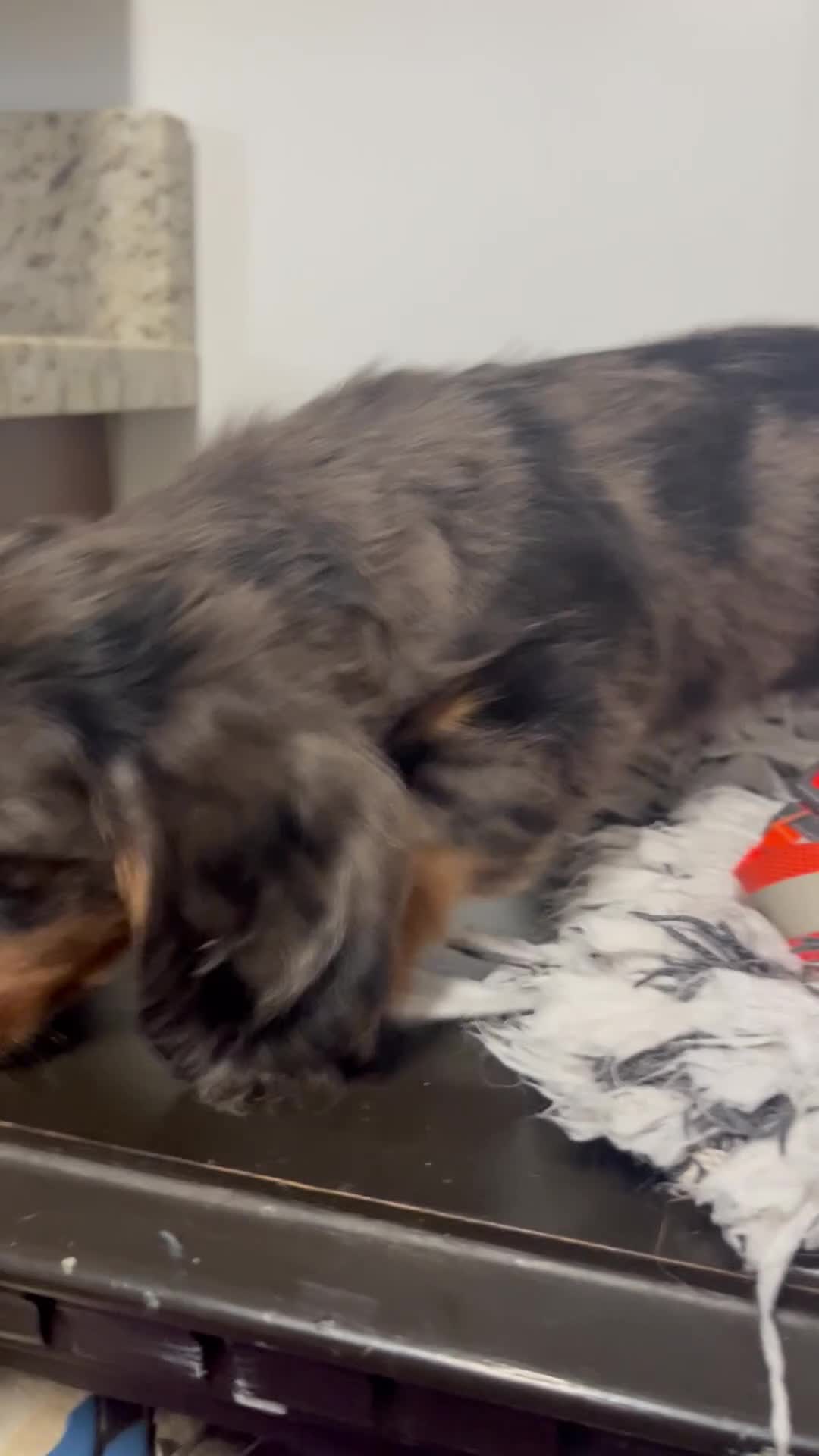 Miniature Dachshund dogs for sale: Roxine  - Video 1