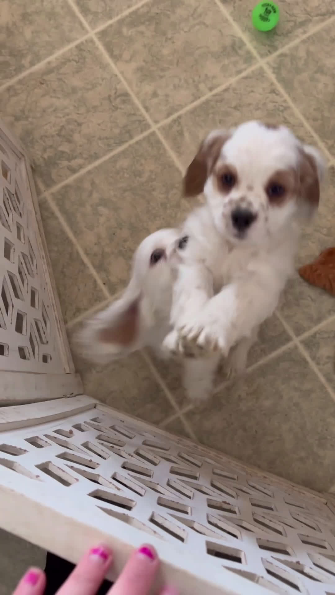 Cocker Spaniel dogs for sale: Gibson - Video 1