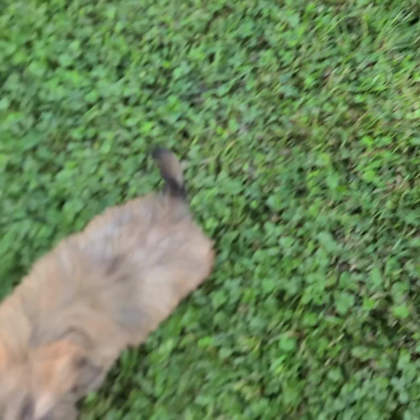 Shih Tzu dogs for sale: Violet - Video 1