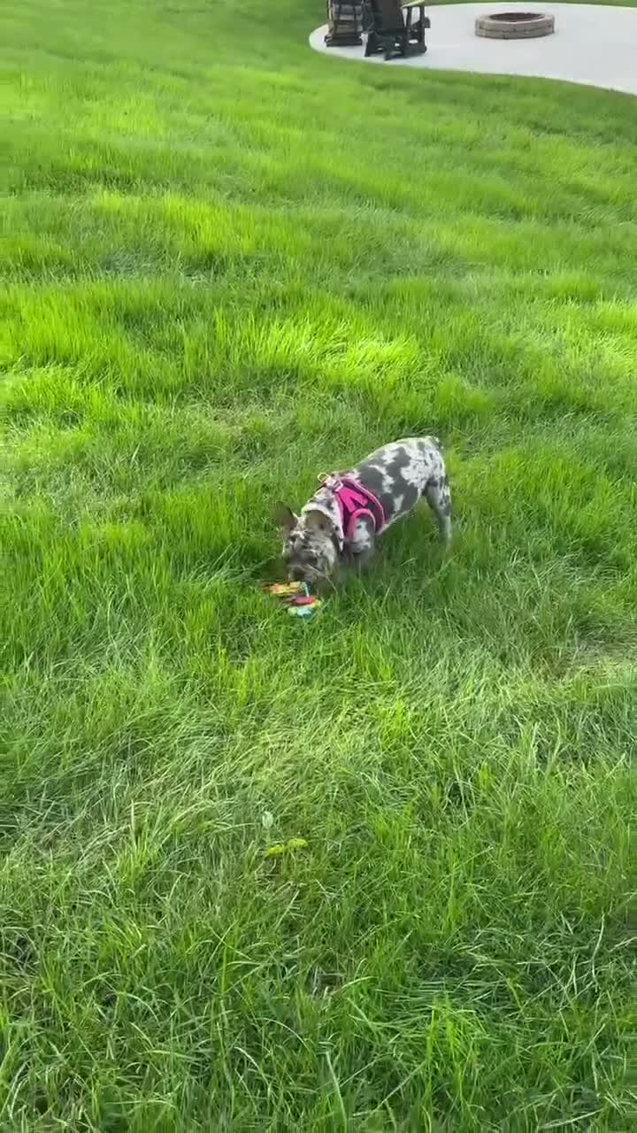French Bulldog dogs for sale: Remny - Video 1
