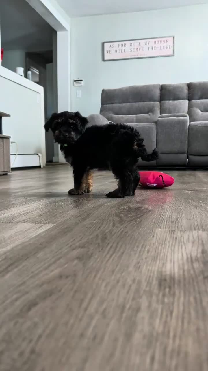 Yorkiepoo dogs for sale: Simon - Video 1
