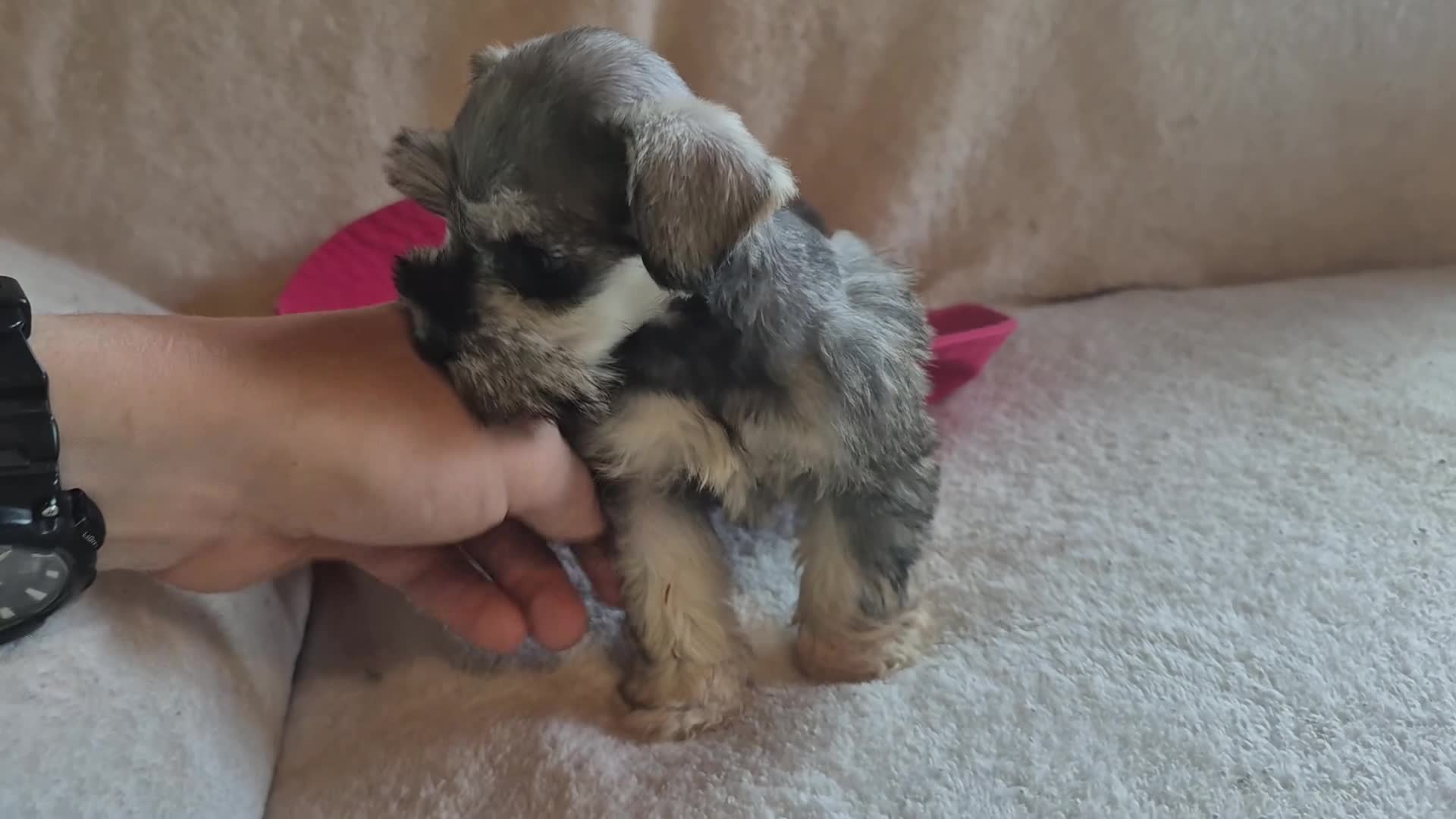 Miniature Schnauzer dogs for sale: Molly - Video 1