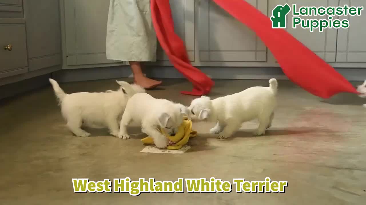 West Highland Terrier dogs for sale: Lucky  - Video 1