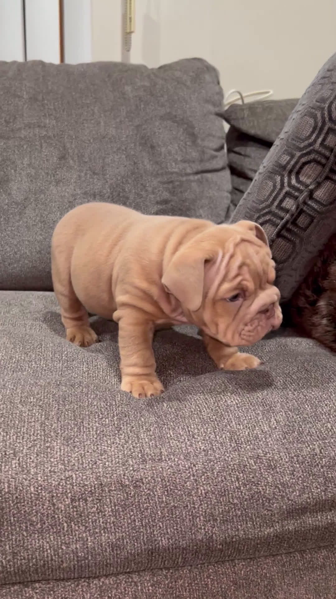 English Bulldog dogs for sale: Mellow  - Video 1
