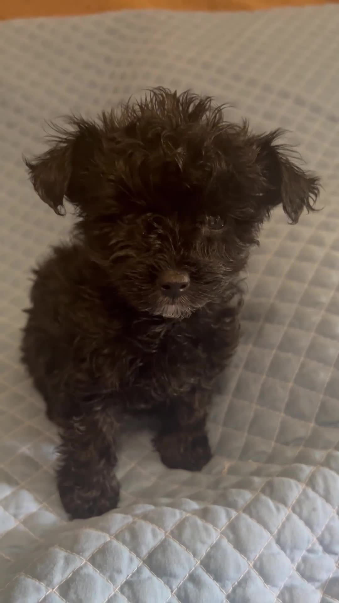 Yorkiepoo dogs for sale: Yorkiepoo 1 - Video 1