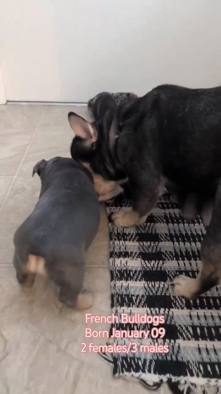 French Bulldog dogs for sale: Rocco - Video 4