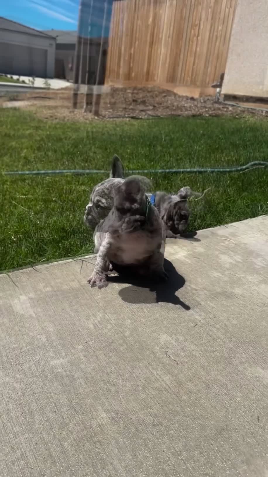 French Bulldog dogs for sale: Biggie - Video 2