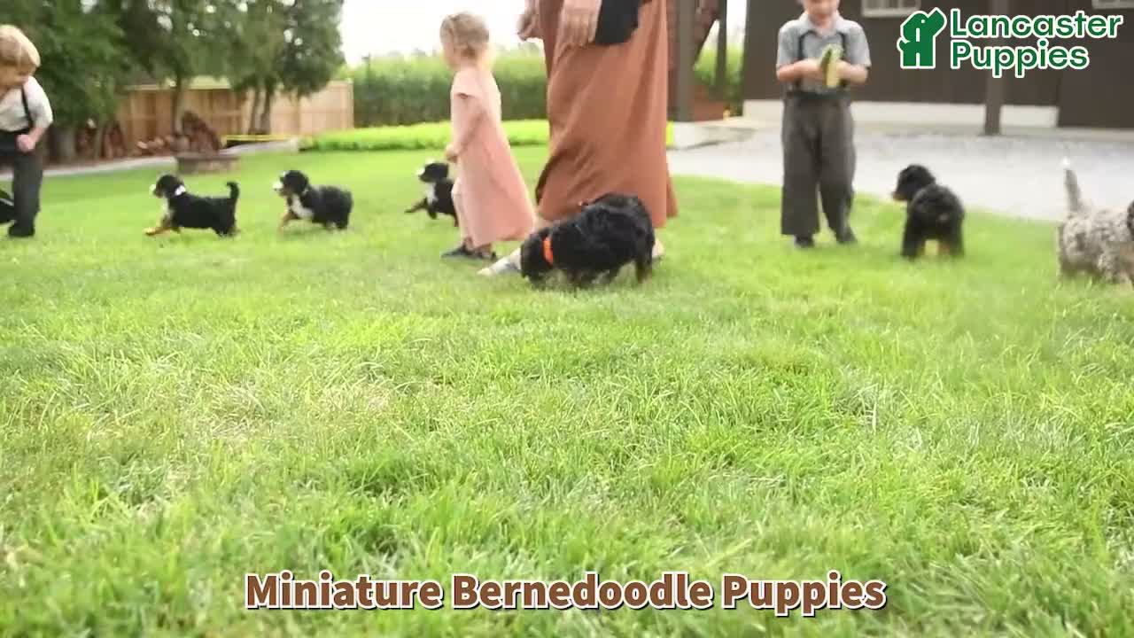 Mini Bernedoodle dogs for sale: Grayson - Video 1