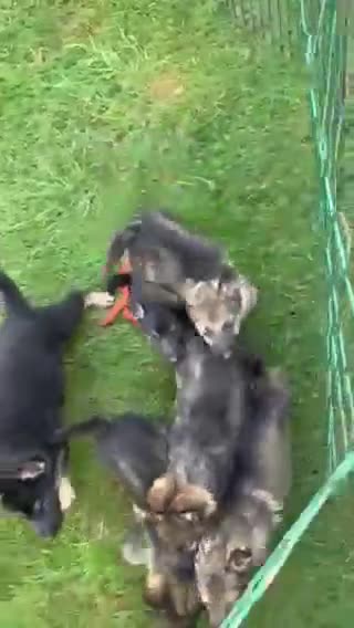 German Shepherd dogs for sale: Sig - Video 2