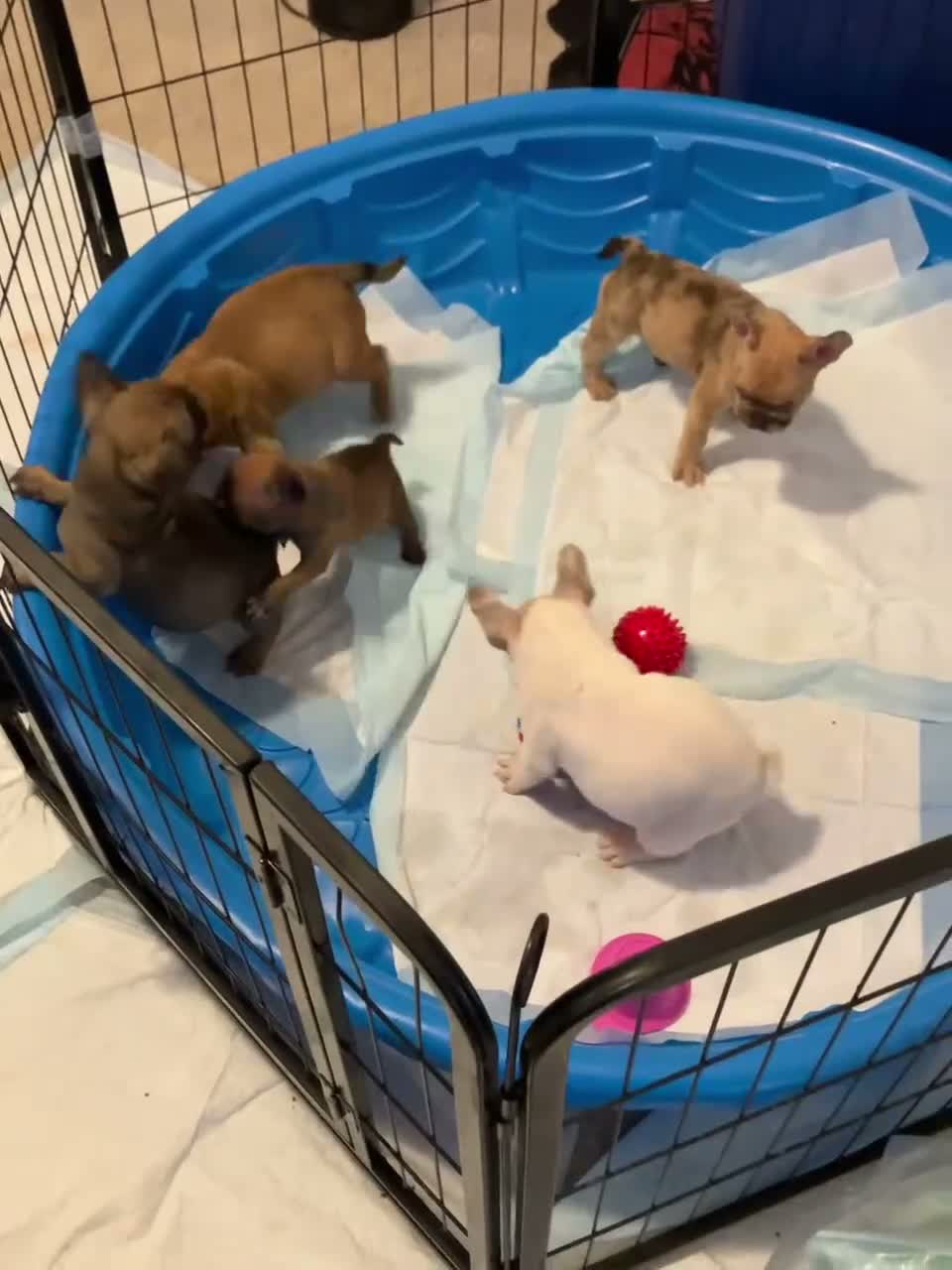 French Bulldog dogs for sale: French Bulldog 2 - Video 1