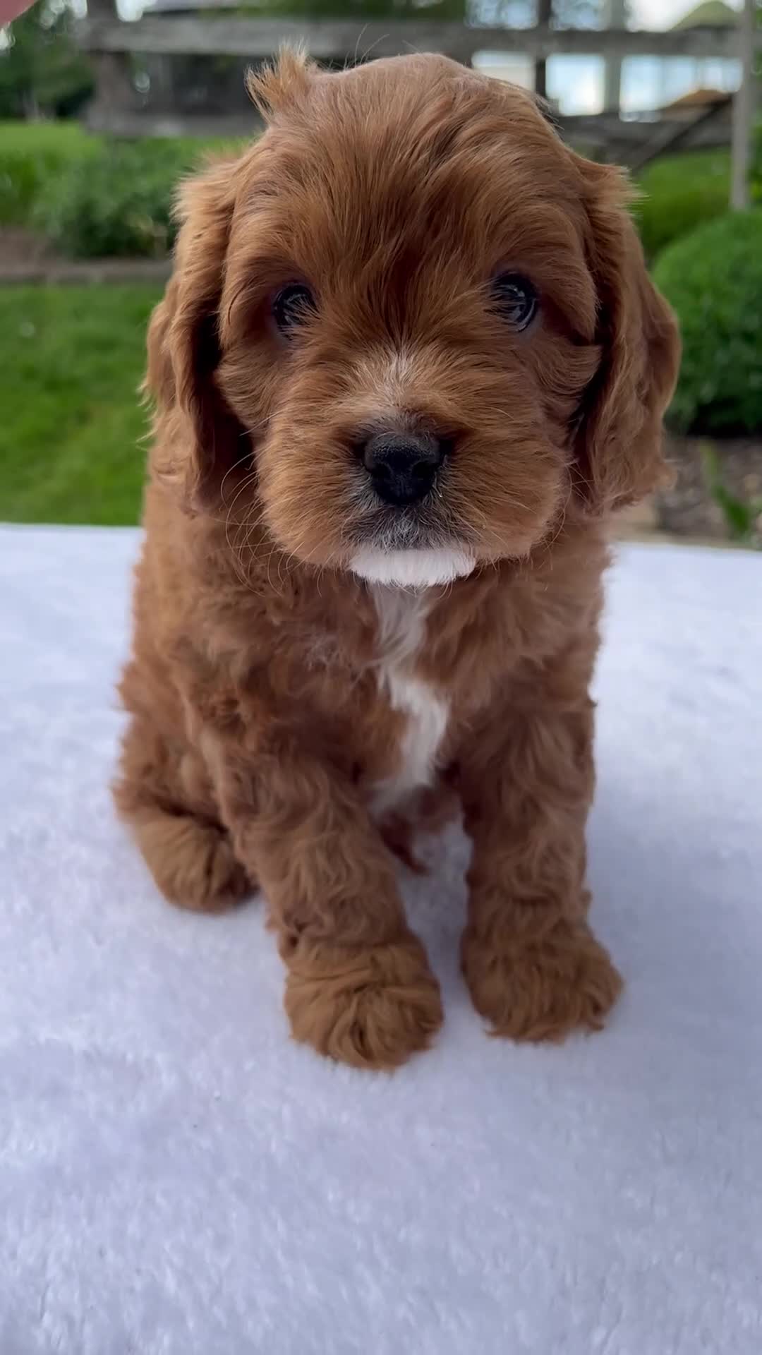Cavapoo dogs for sale: Royal - Video 1