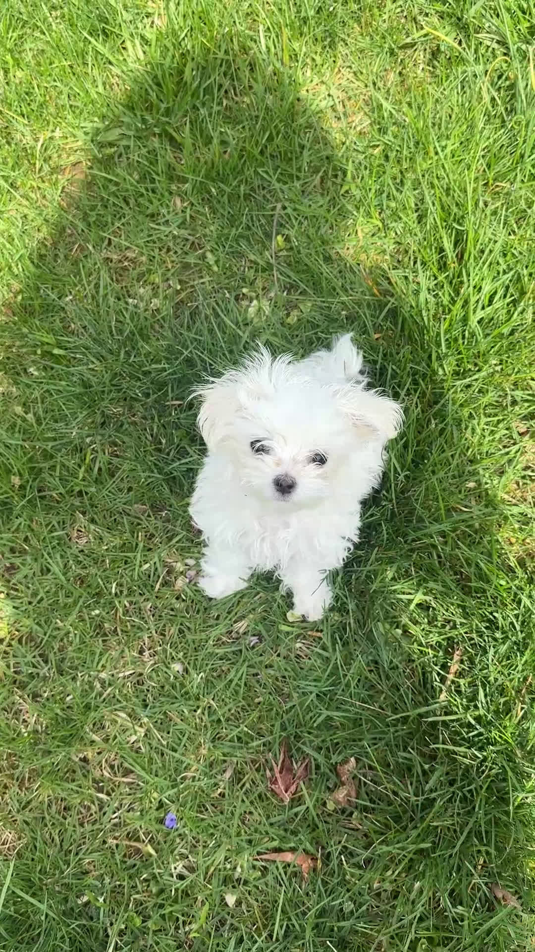 Maltese dogs for sale: Maltese Puppy 1 - Video 3