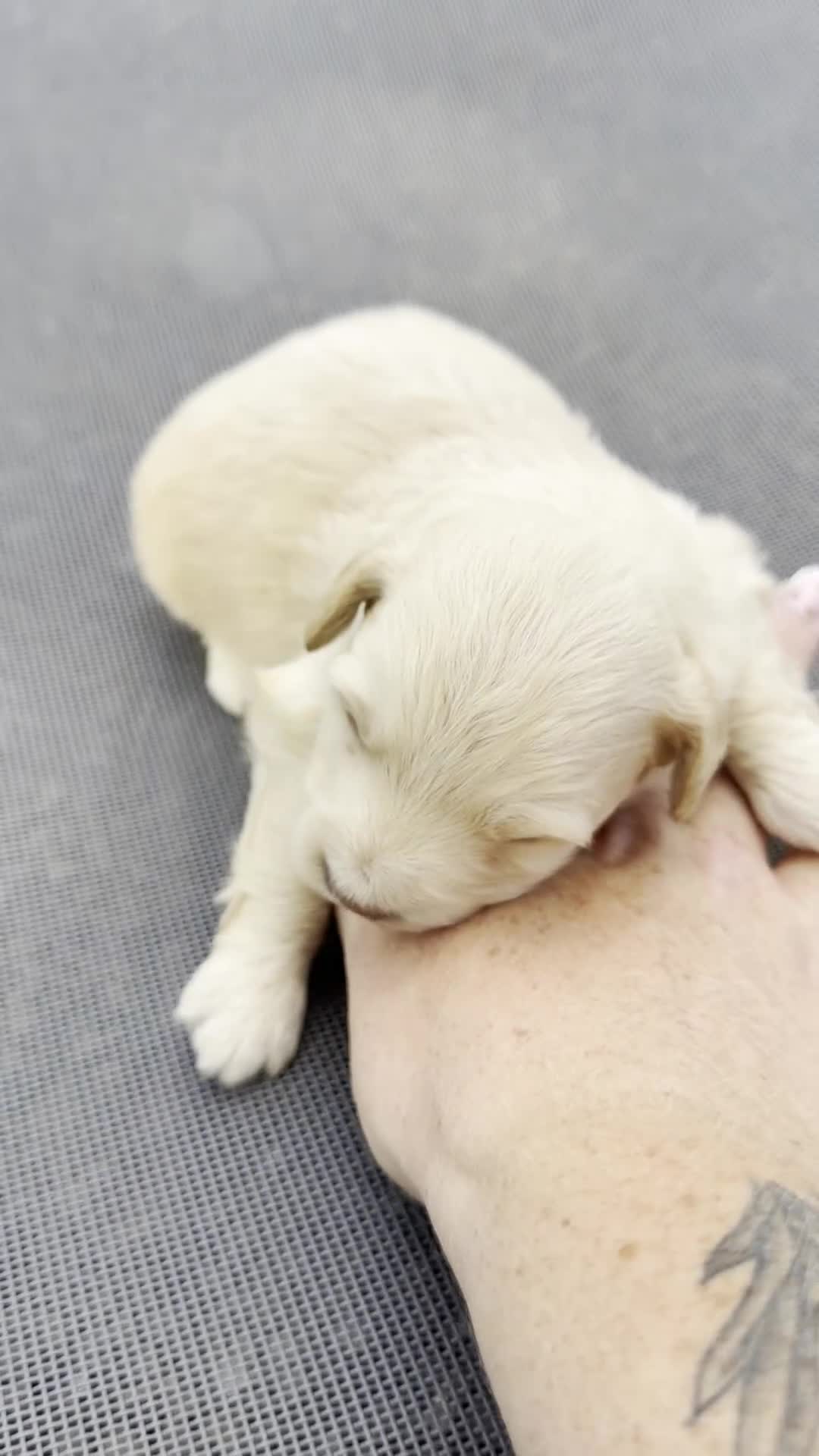 Mini Aussiedoodle dogs for sale: Scout - Micro Mini F1b - Video 2
