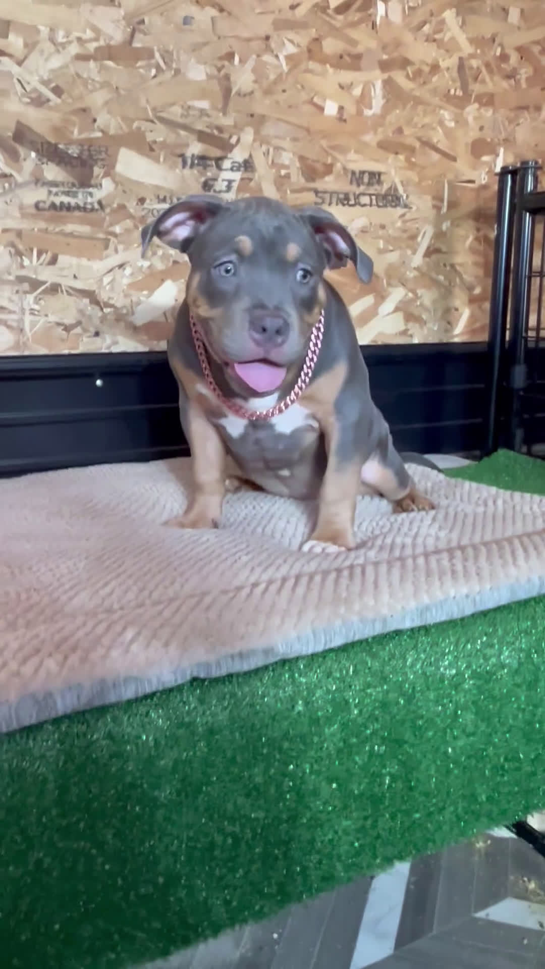 American Bully dogs for sale: Elsa - Video 1