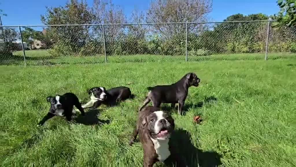 Olde English Bulldogge dogs for sale: Henry - Video 1