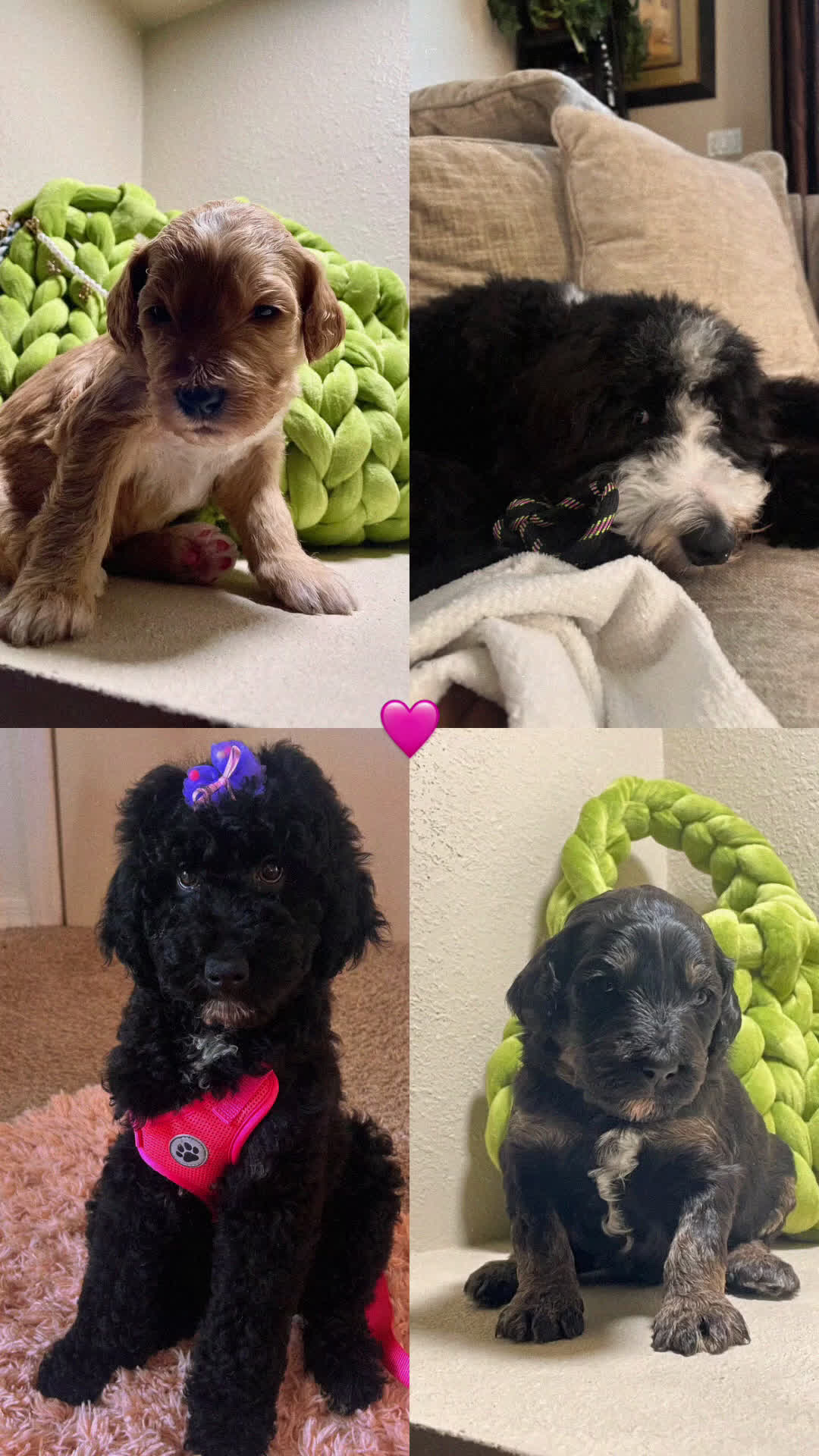 Bernedoodle dogs for sale: Bernedoodle Puppy 3 - Video 1