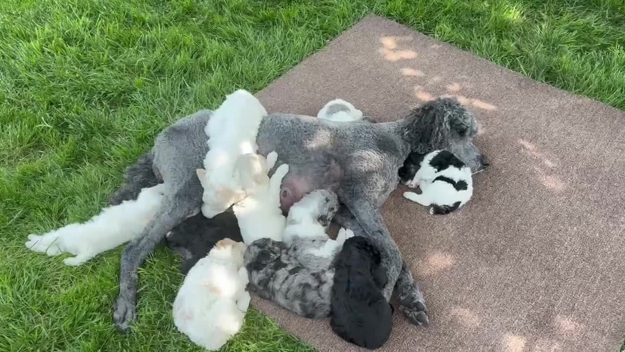 Standard Poodle dogs for sale: Willow AKC standard poodle - Video 1