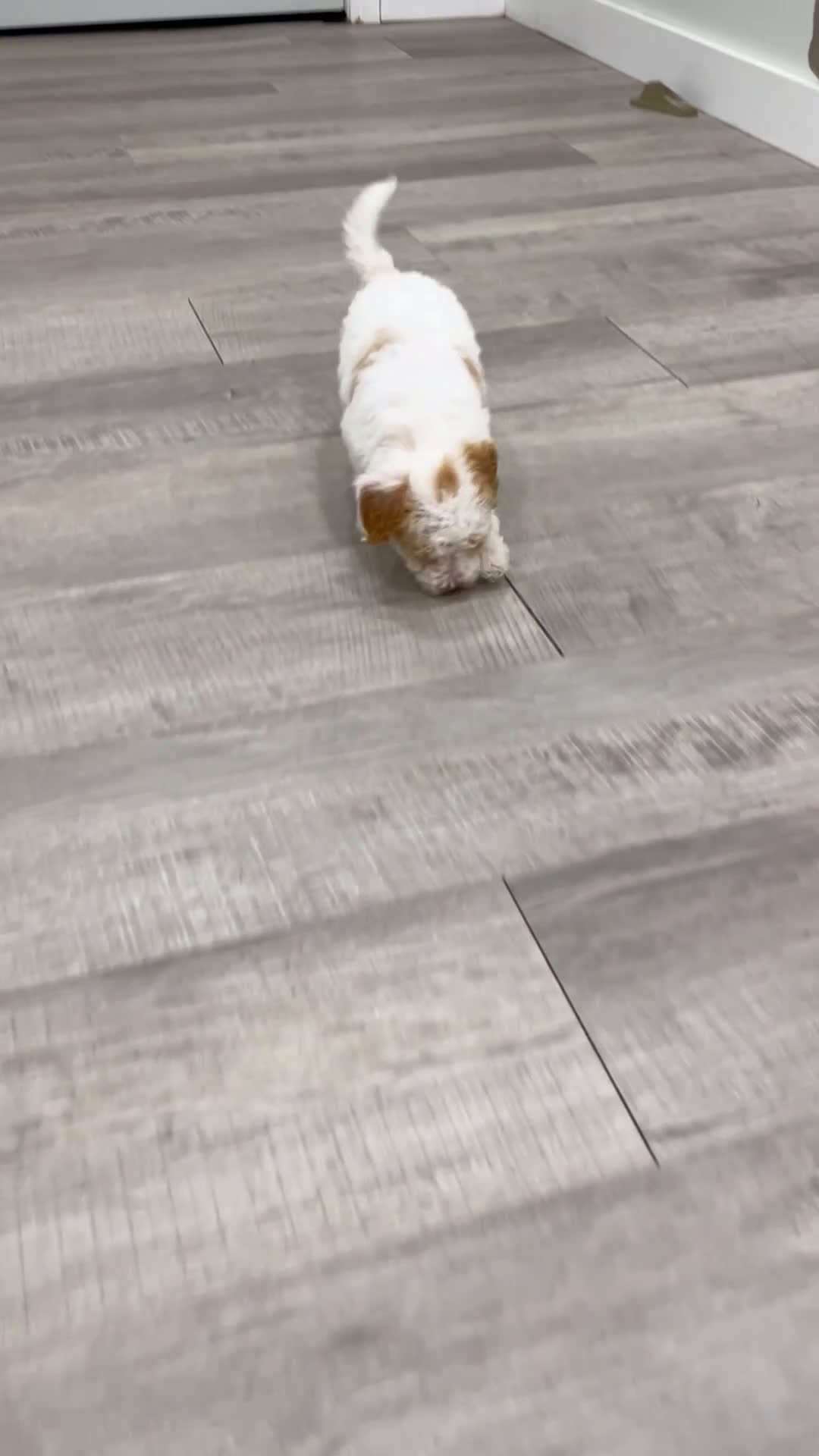 Miniature Poodle dogs for sale: Biscuit - Video 1