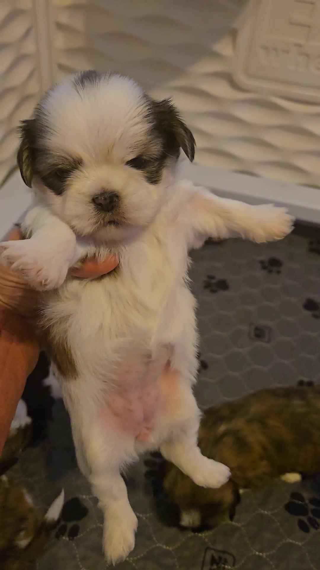 Mixed Breed dogs for sale: Shinese Lulu - Video 2