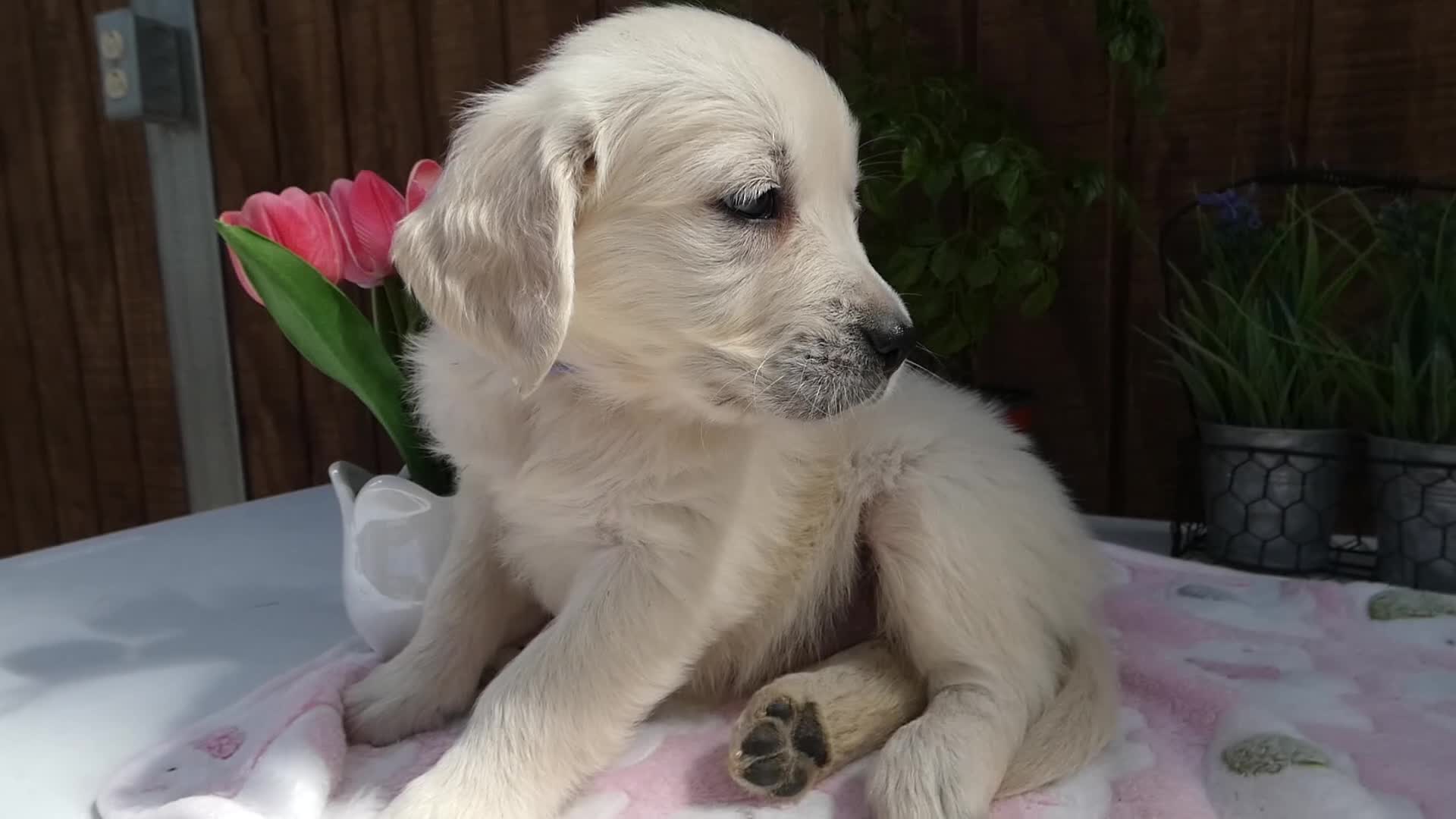 Golden Retriever dogs for sale: Golden Retriever 10 - Video 1