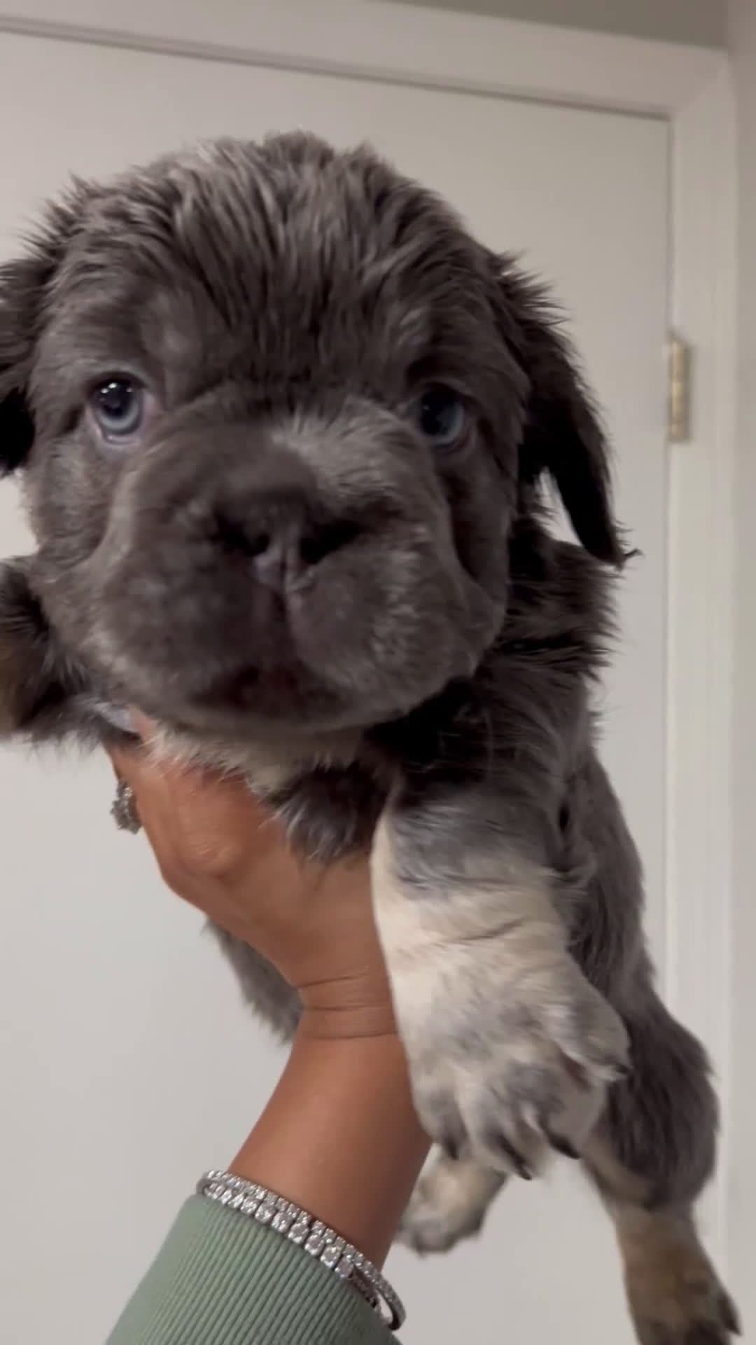 French Bulldog dogs for sale: Glow - Video 2