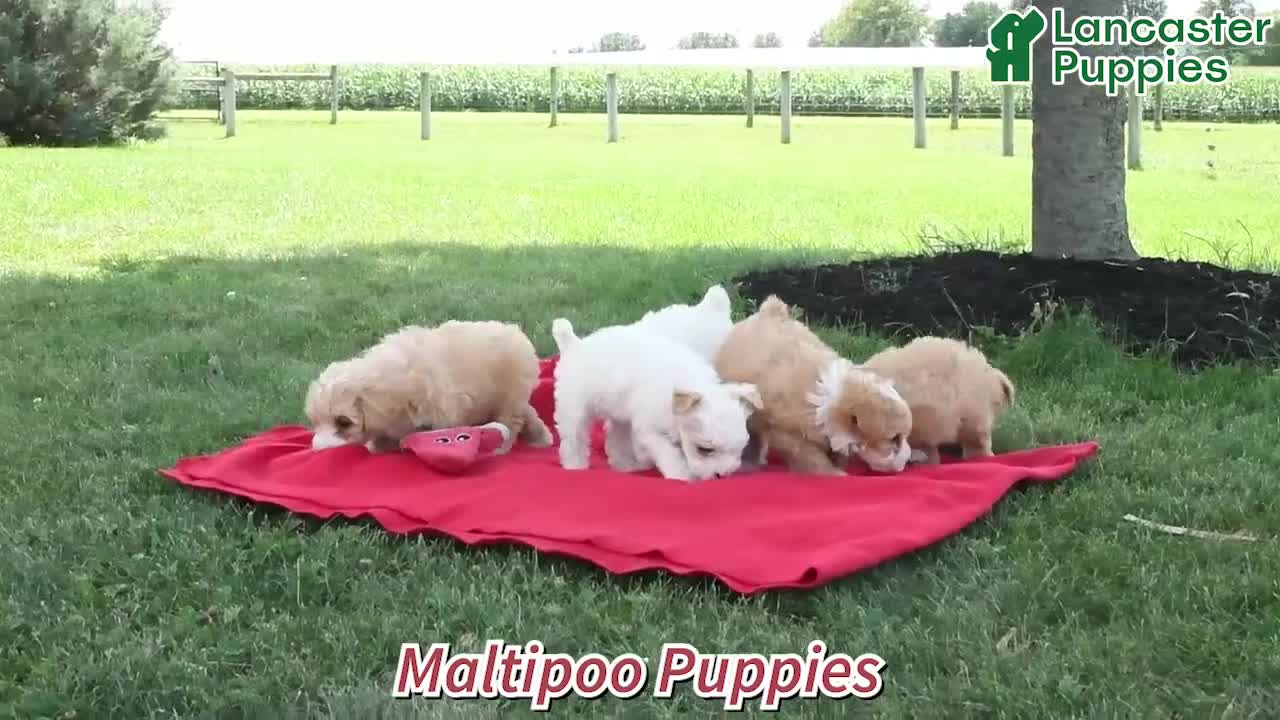 Maltipoo dogs for sale: Dewy - Video 1