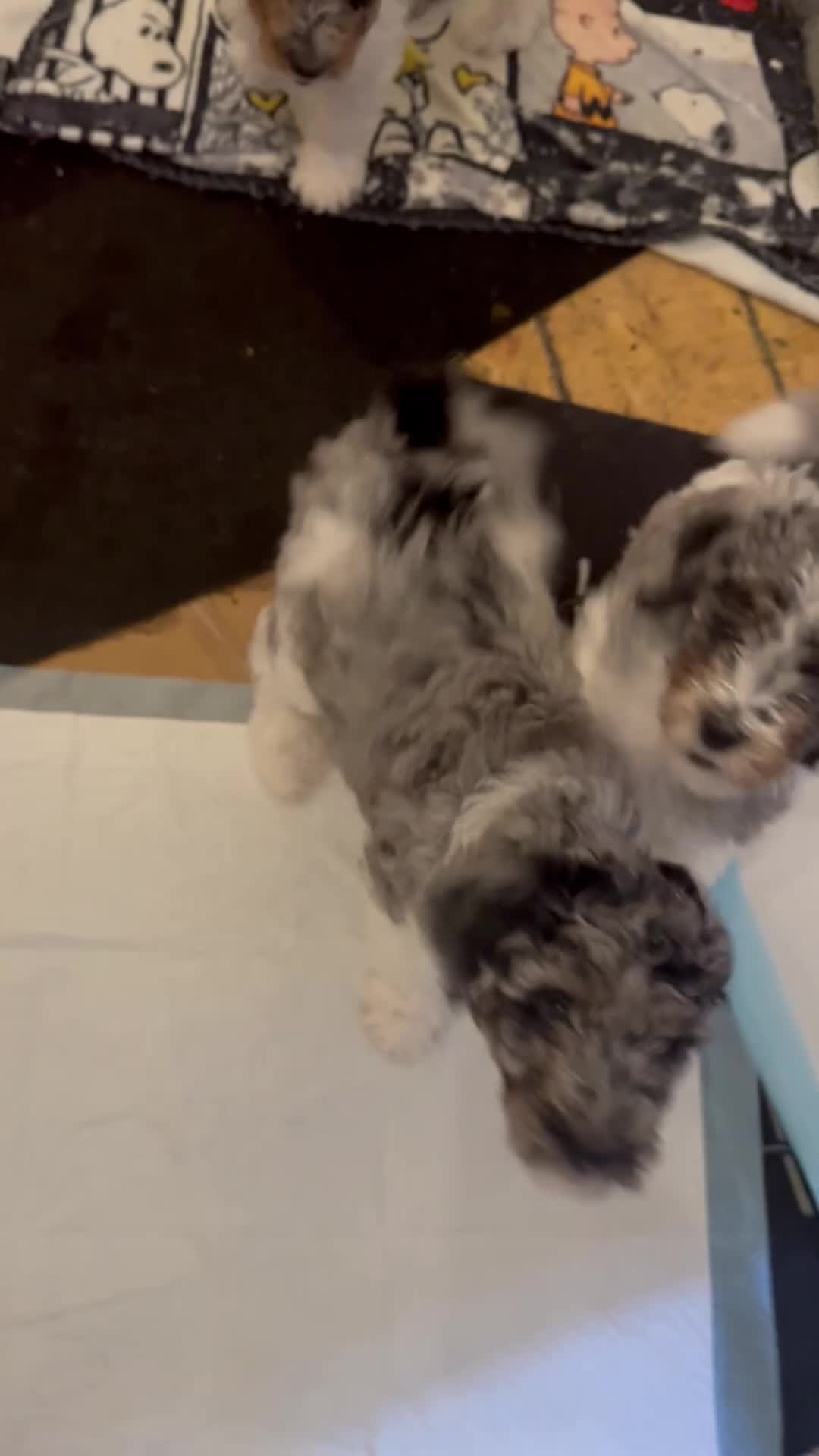 Bernedoodle dogs for sale: Oso - Video 1