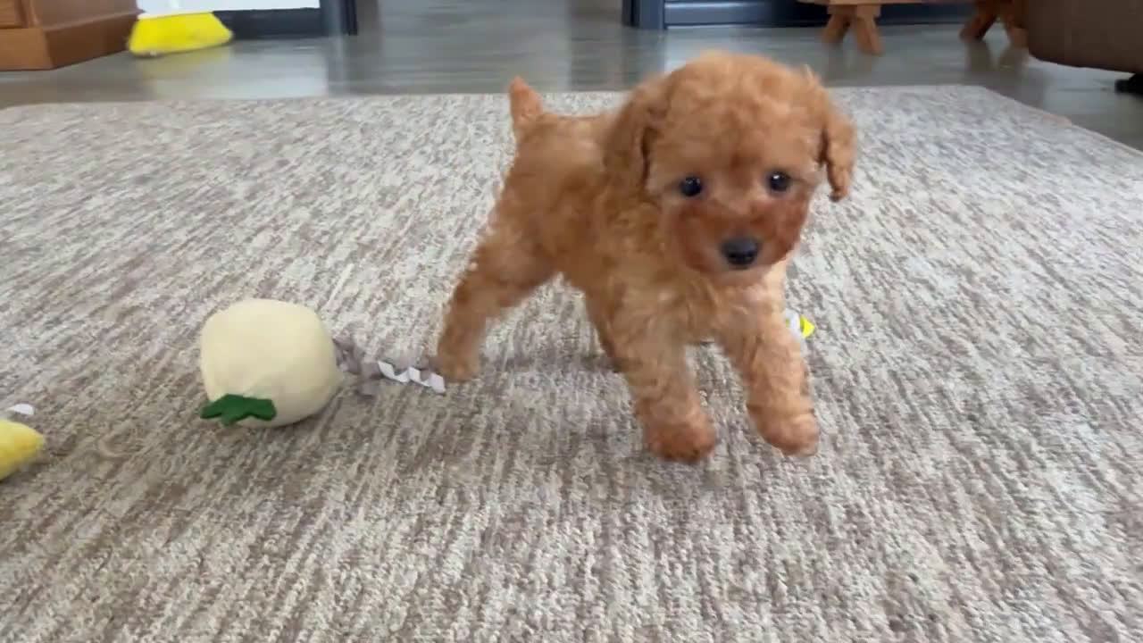 Toy Poodle dogs for sale: Uzay - Video 1