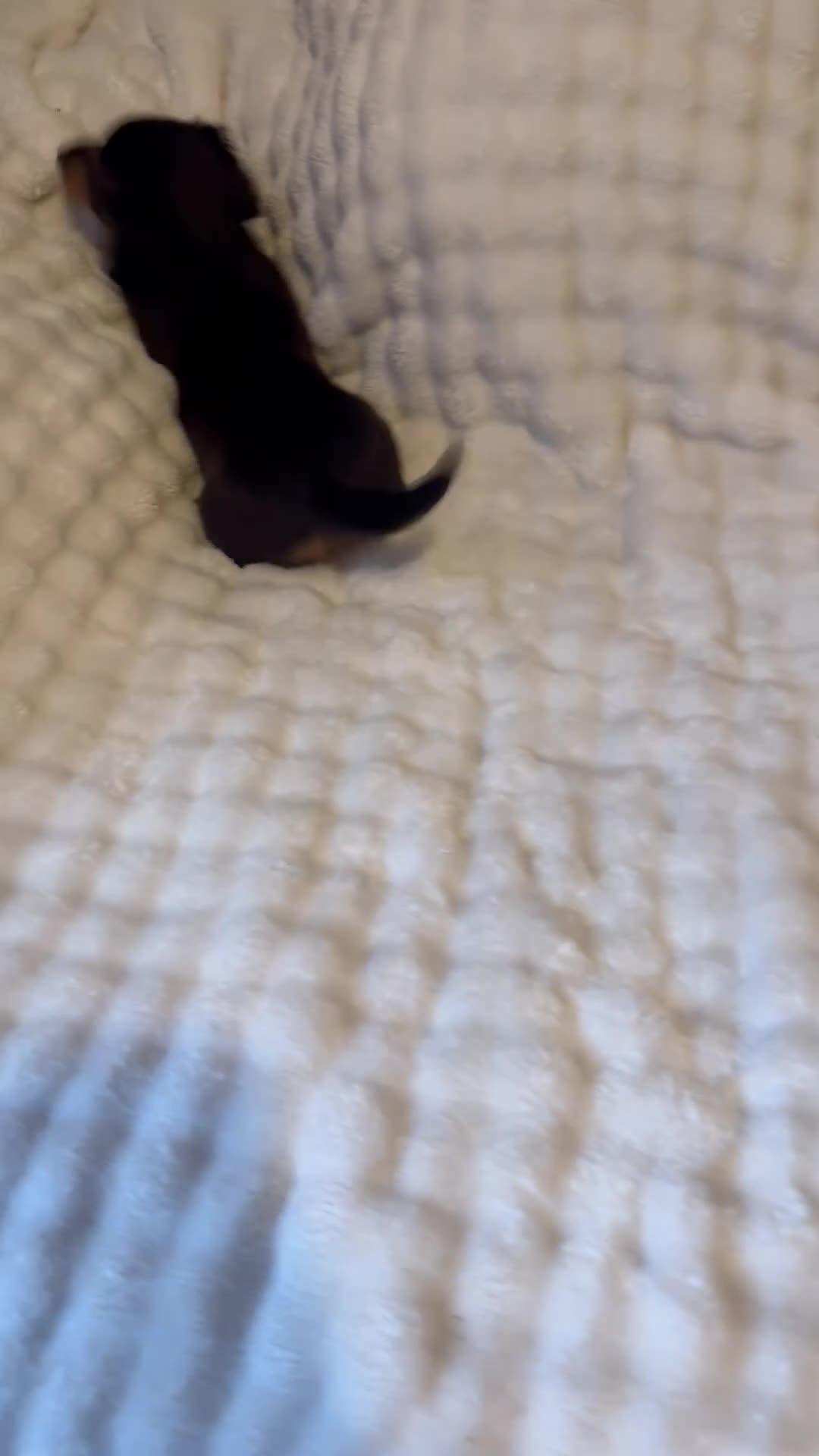 Miniature Dachshund dogs for sale: Long haired mini *Toes* - Video 2