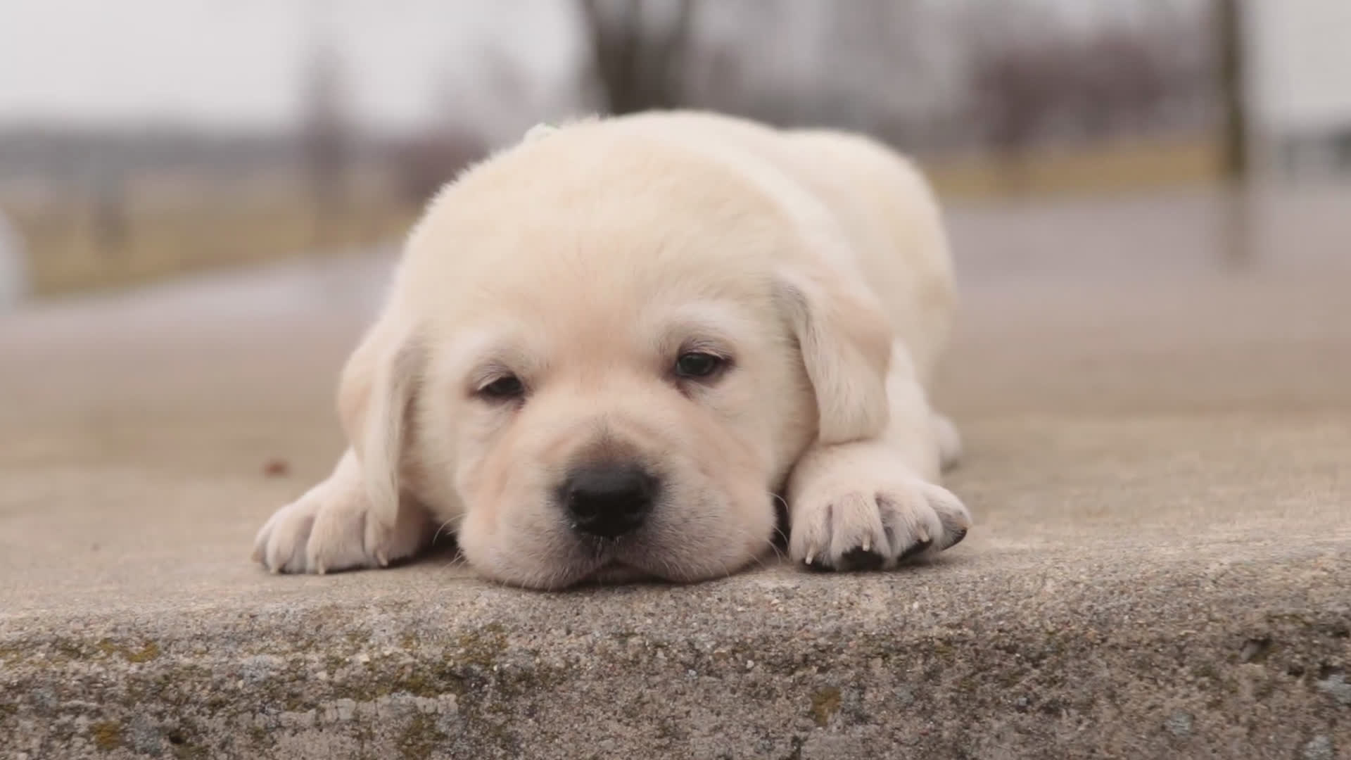 Labrador Retriever dogs for sale: Shelby - Video 1