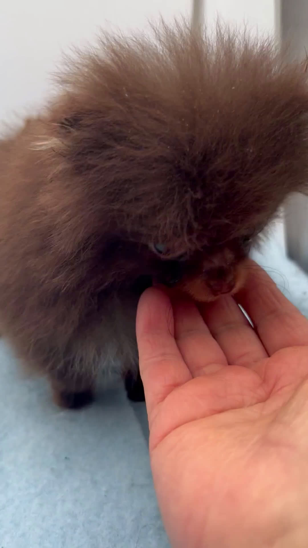 Pomeranian dogs for sale: Pomeranian Puppy 1 - Video 1