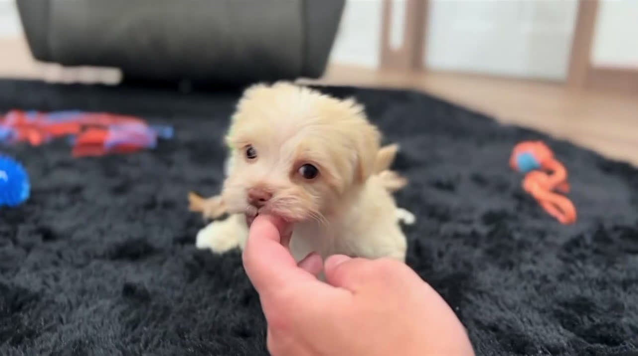 Havanese dogs for sale: Angel - Video 1