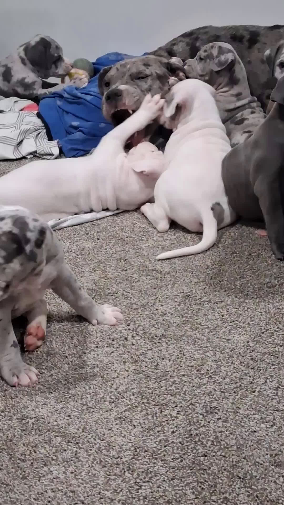 American Bully dogs for sale: American Bully Puppy 6 - Video 1