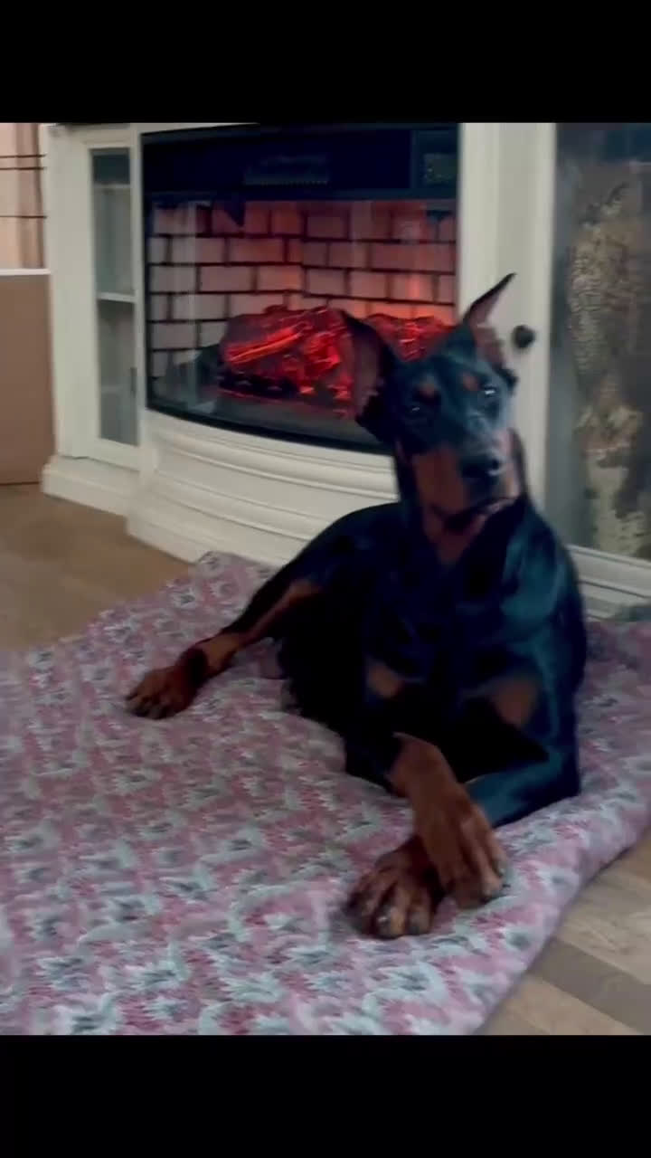 Doberman Pinscher dogs for sale: Female with ear crop - Video 2