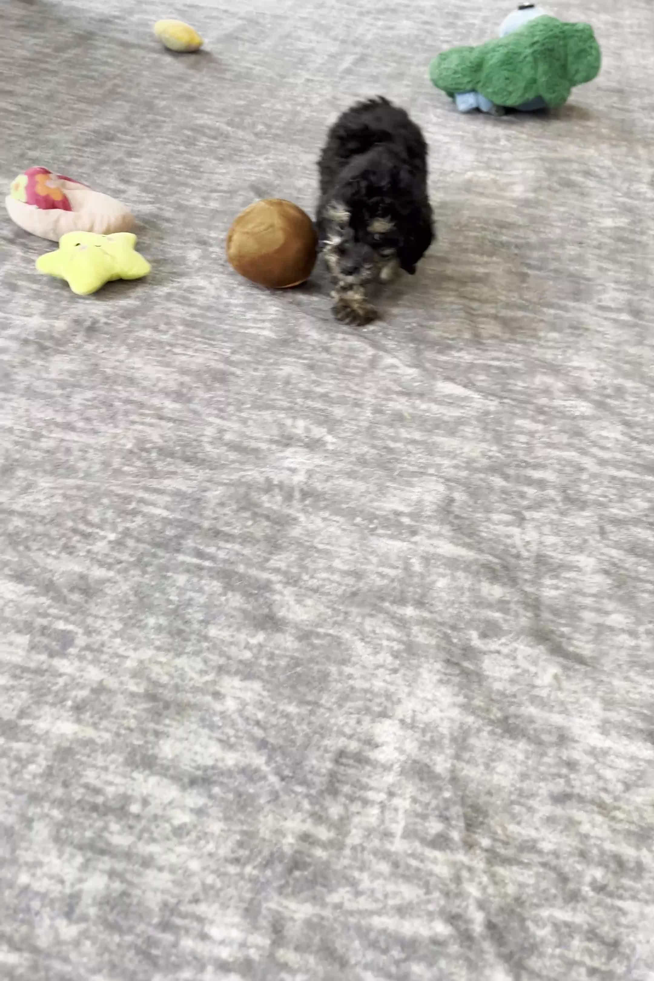 Standard Poodle dogs for sale: Taco - Video 1