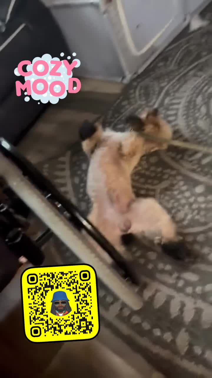 Shihpoo dogs for sale: Shihpoo 1 - chloe  - Video 1