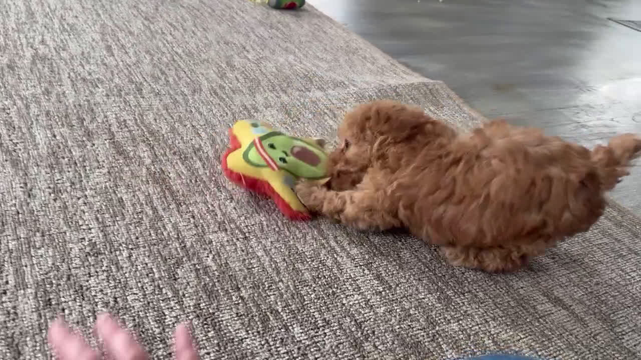 Toy Poodle dogs for sale: Victor - Video 1