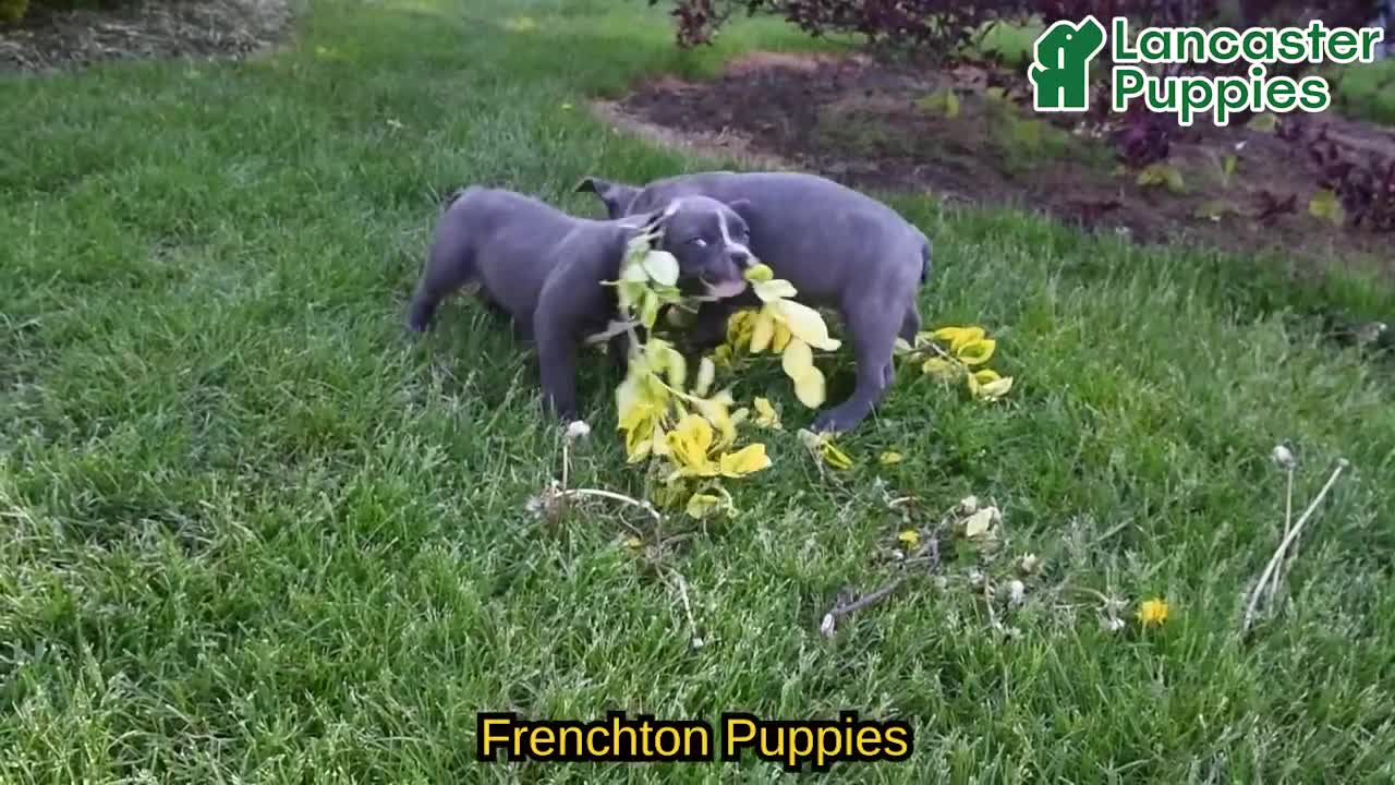Frenchton dogs for sale: Rover - Video 1